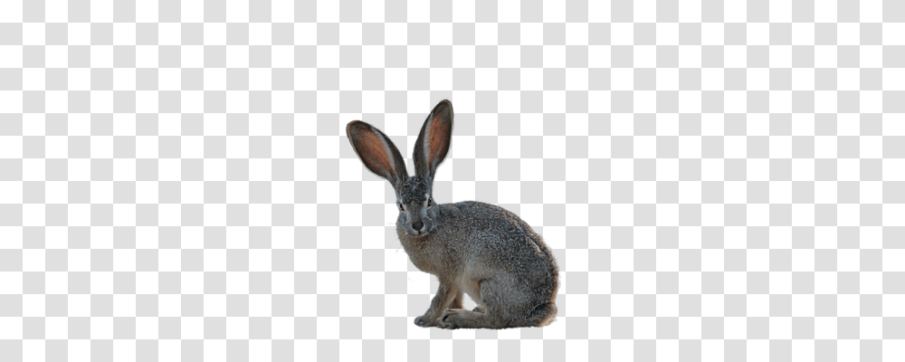 Isolated Emotion, Mammal, Animal, Rodent Transparent Png