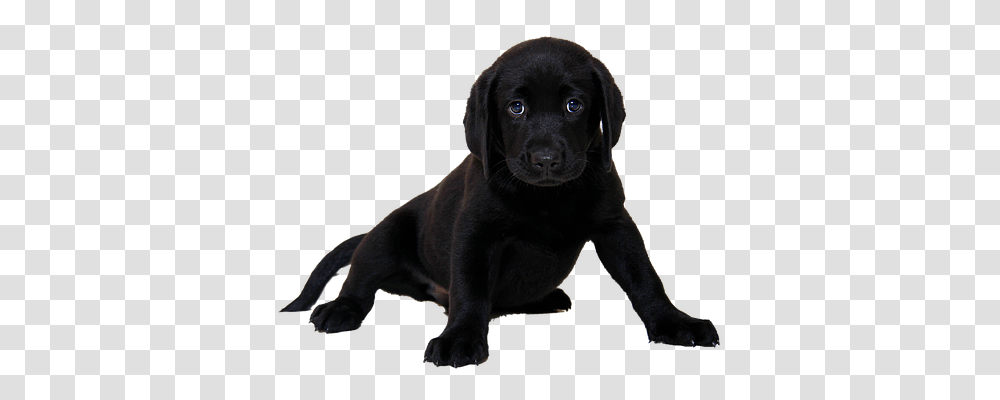 Isolated Animals, Dog, Pet, Canine Transparent Png