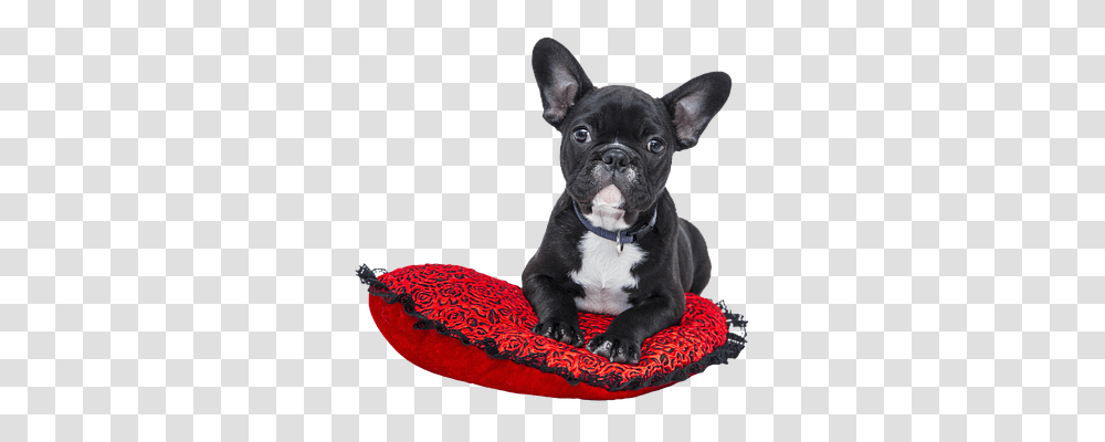 Isolated Animals, French Bulldog, Pet, Canine Transparent Png