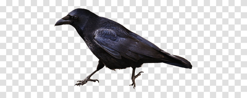 Isolated Animals, Bird, Crow, Blackbird Transparent Png