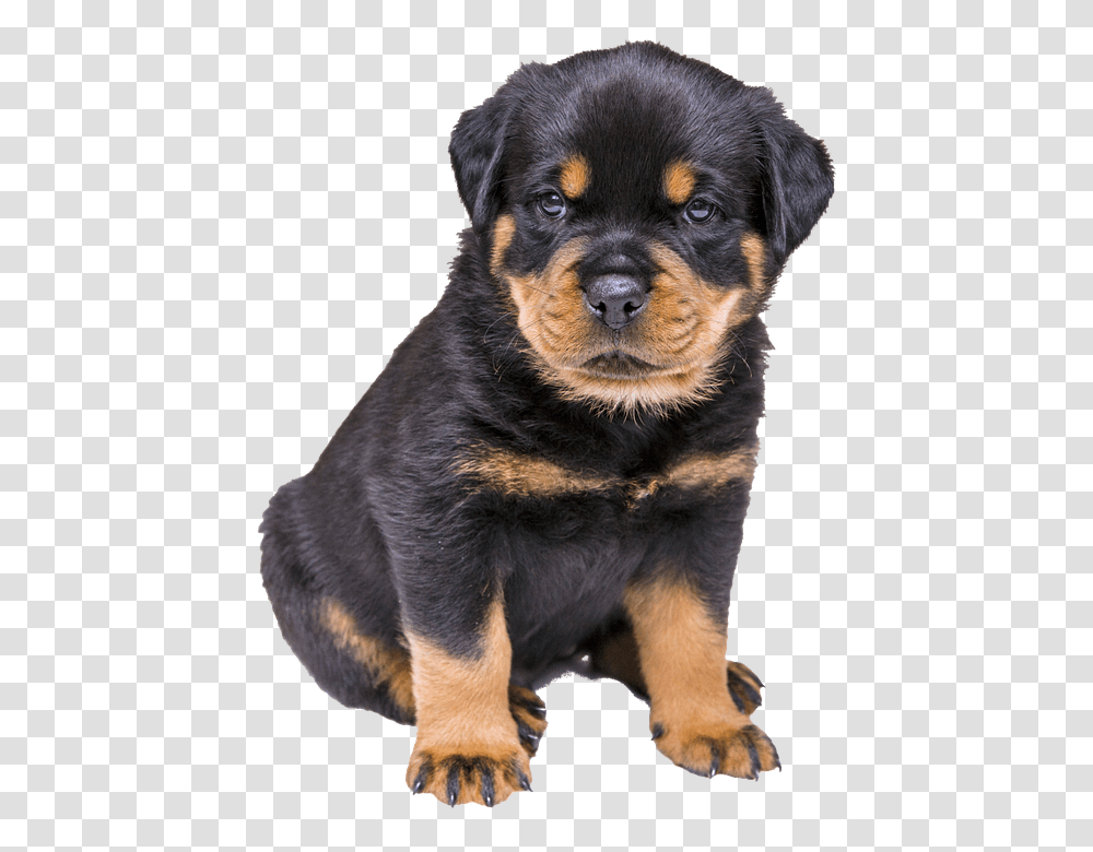 Isolated 960, Animals, Puppy, Dog, Pet Transparent Png