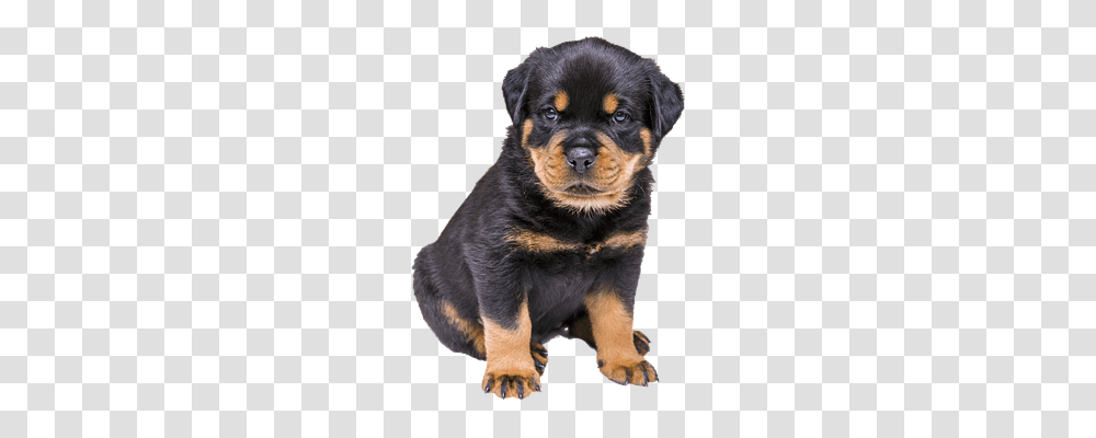 Isolated Nature, Puppy, Dog, Pet Transparent Png