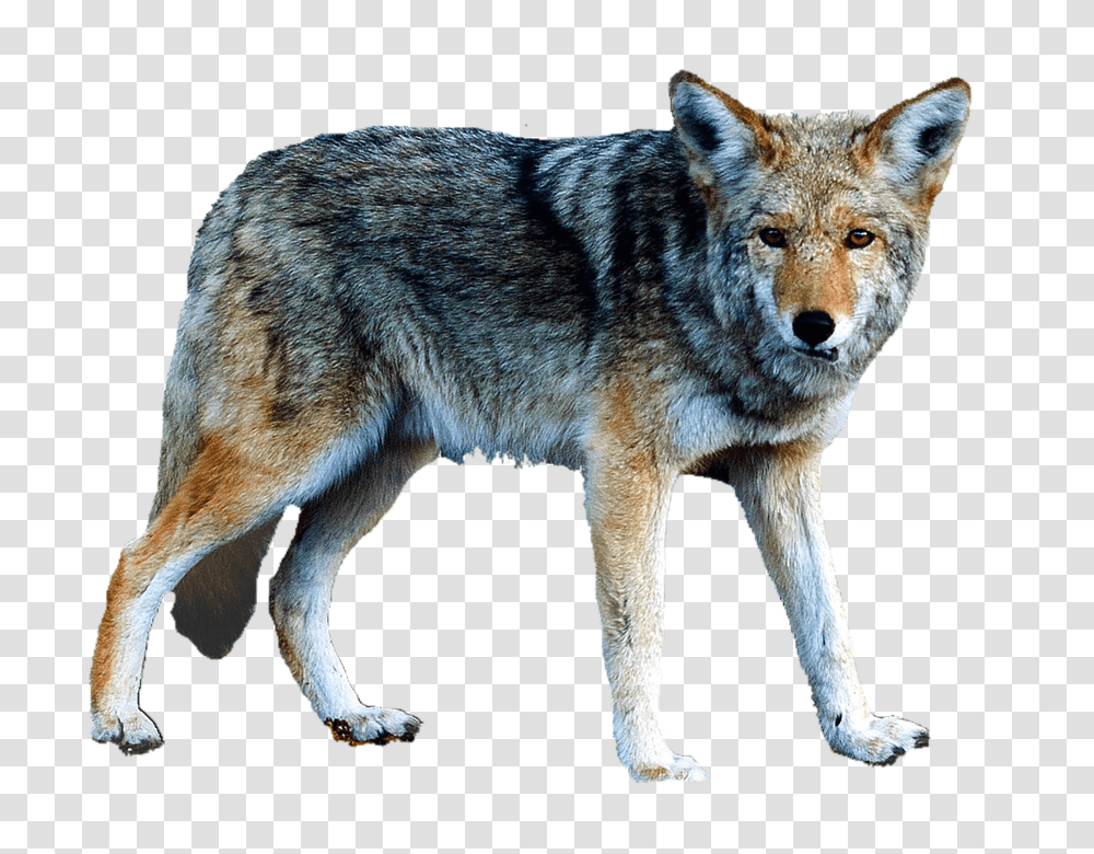 Isolated 960, Animals, Coyote, Mammal, Dog Transparent Png