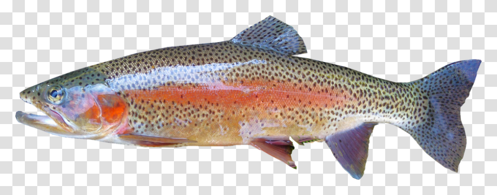 Isolated Nature, Fish, Animal, Trout Transparent Png