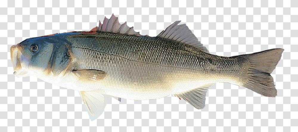 Isolated 960, Food, Fish, Animal, Perch Transparent Png