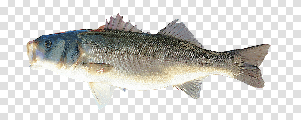 Isolated Holiday, Fish, Animal, Perch Transparent Png