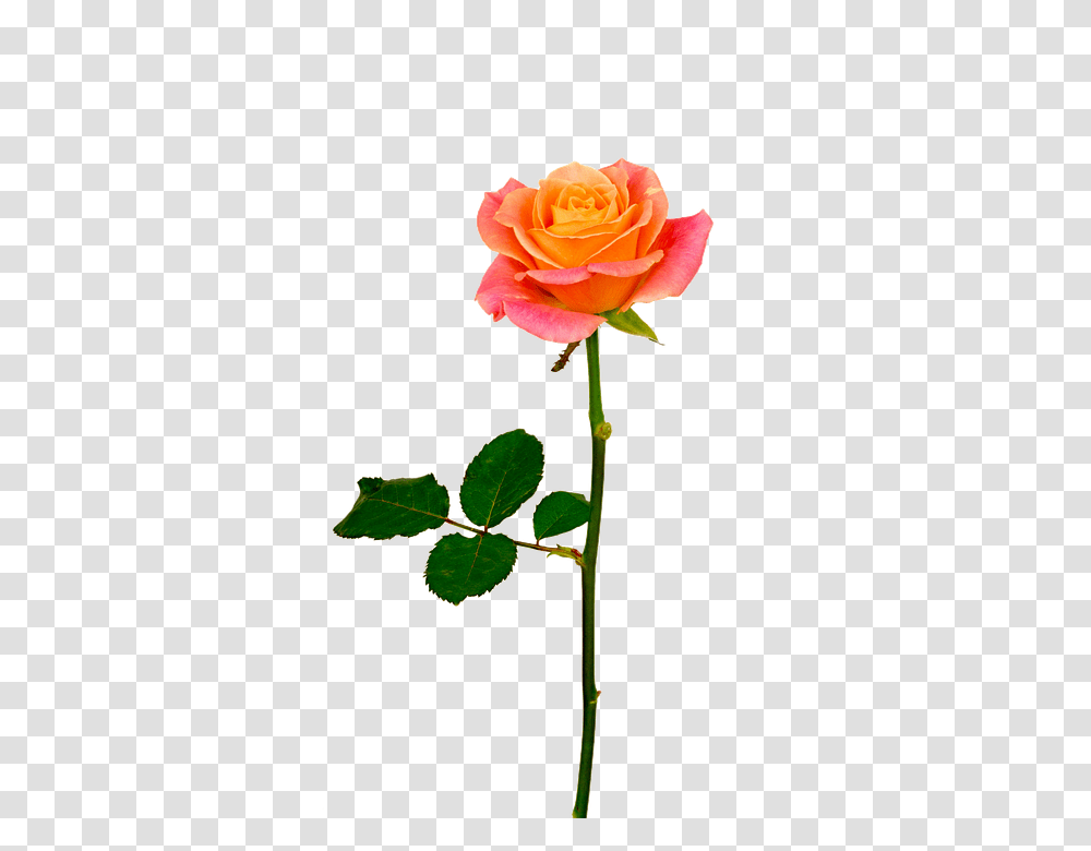 Isolated 960, Flower, Rose, Plant, Blossom Transparent Png