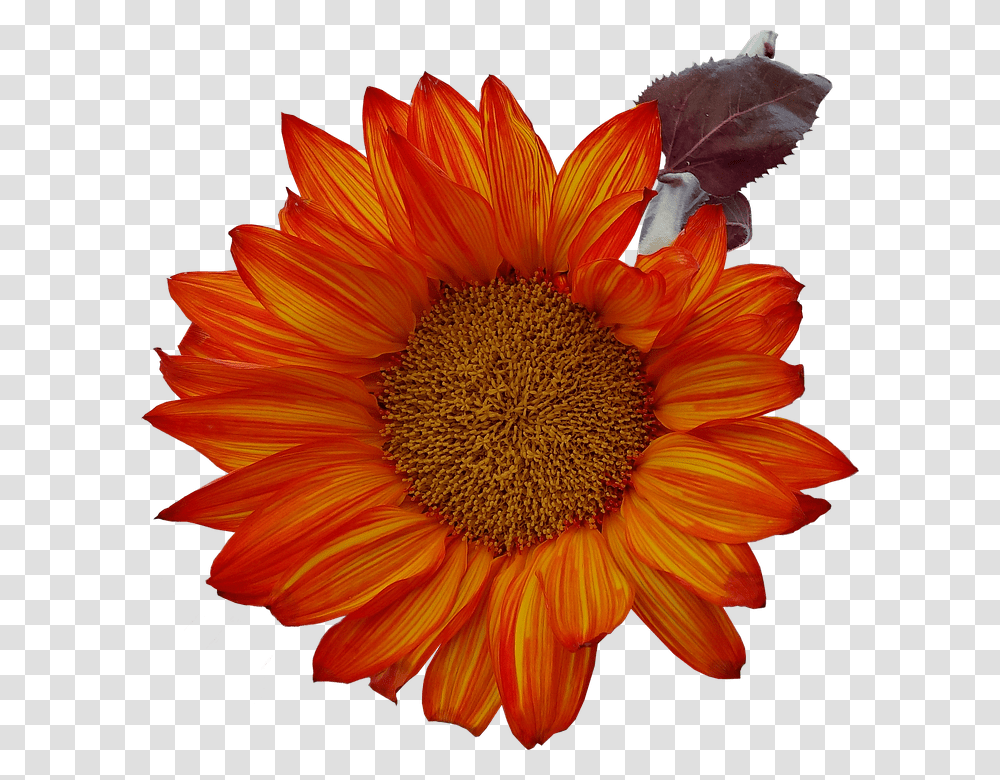 Isolated 960, Flower, Plant, Blossom, Sunflower Transparent Png