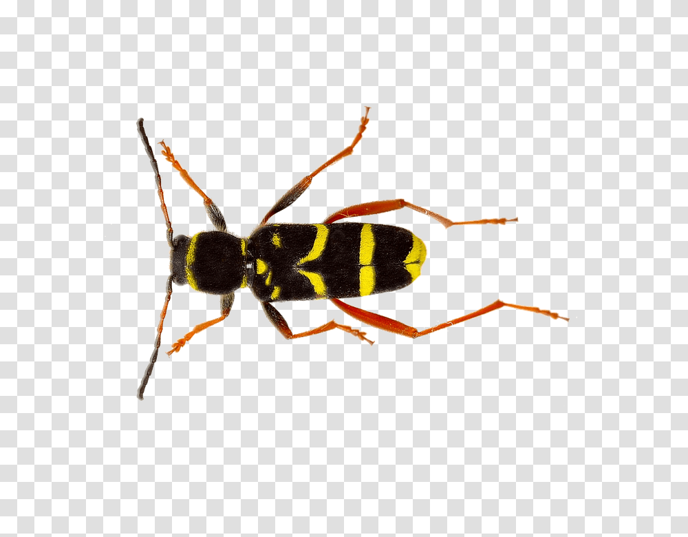 Isolated 960, Insect, Wasp, Bee, Invertebrate Transparent Png