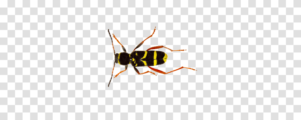 Isolated Nature, Wasp, Bee, Insect Transparent Png