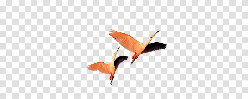 Isolated Nature, Bird, Animal, Flying Transparent Png