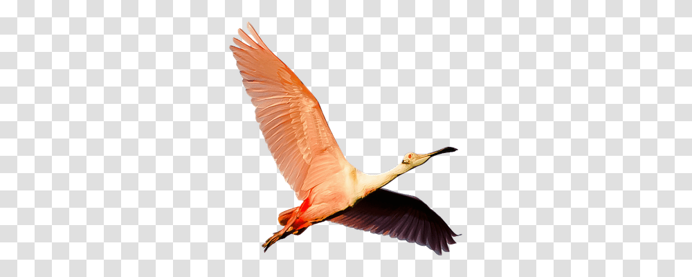 Isolated Nature, Bird, Animal, Stork Transparent Png