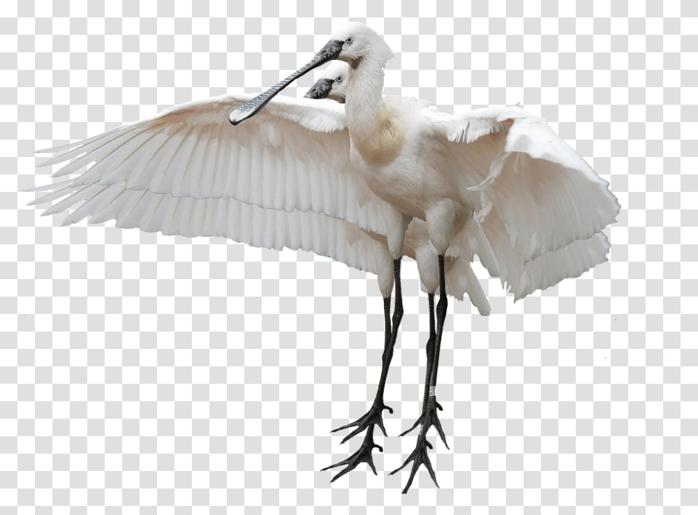 Isolated 960, Animals, Bird, Waterfowl, Stork Transparent Png