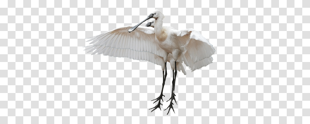 Isolated Nature, Waterfowl, Bird, Animal Transparent Png