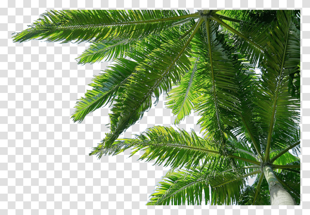Isolated Nature, Plant, Leaf, Tree Transparent Png