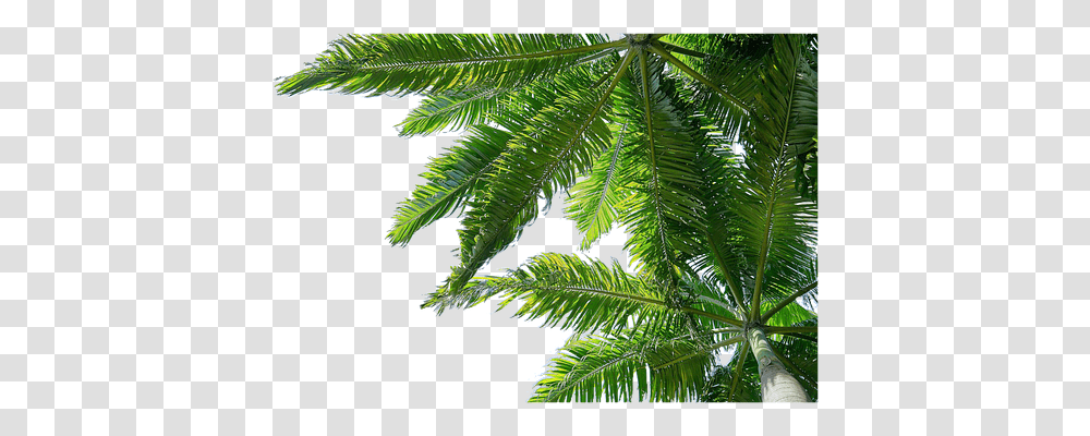 Isolated Nature, Plant, Tree, Fern Transparent Png