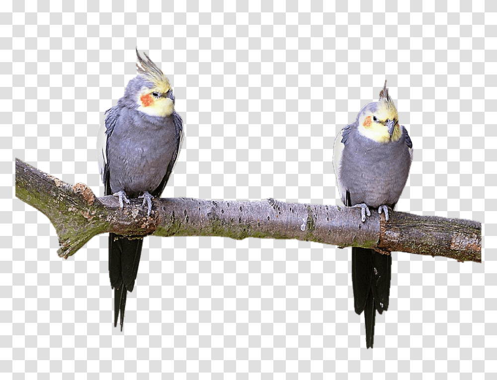 Isolated 960, Animals, Bird, Parrot, Finch Transparent Png
