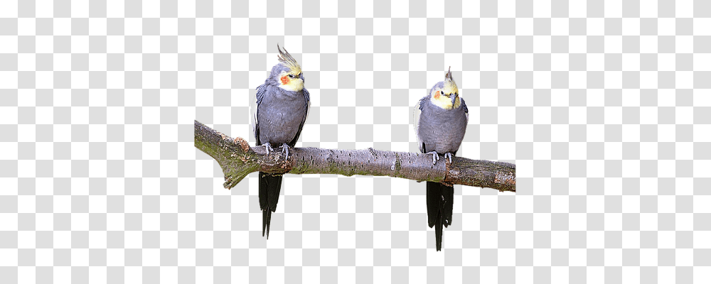 Isolated Nature, Bird, Animal, Parrot Transparent Png
