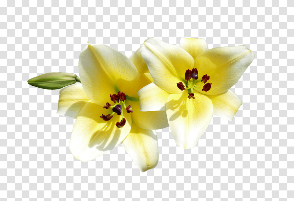 Isolated 960, Flower, Plant, Blossom, Pollen Transparent Png