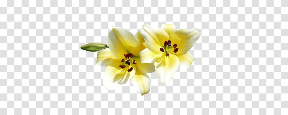 Isolated Nature, Plant, Flower, Petal Transparent Png