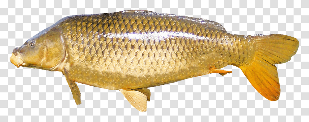 Isolated Person, Fish, Animal, Carp Transparent Png