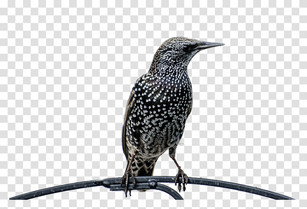 Isolated 960, Animals, Bird, Beak, Blackbird Transparent Png