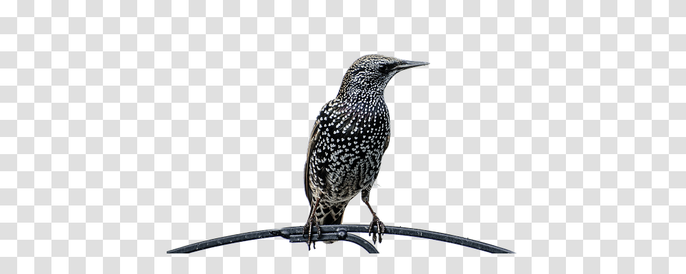 Isolated Nature, Bird, Animal, Beak Transparent Png