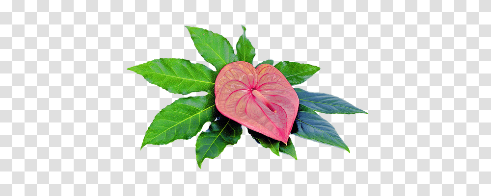 Isolated Nature, Plant, Leaf, Flower Transparent Png