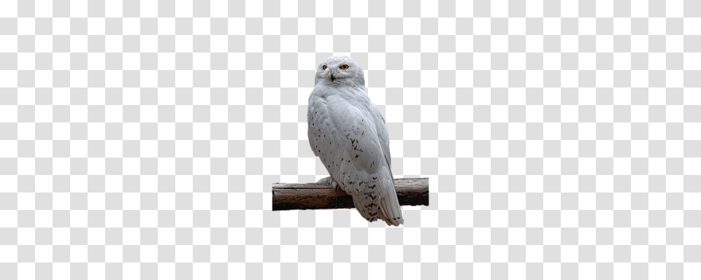 Isolated Nature, Bird, Animal, Owl Transparent Png