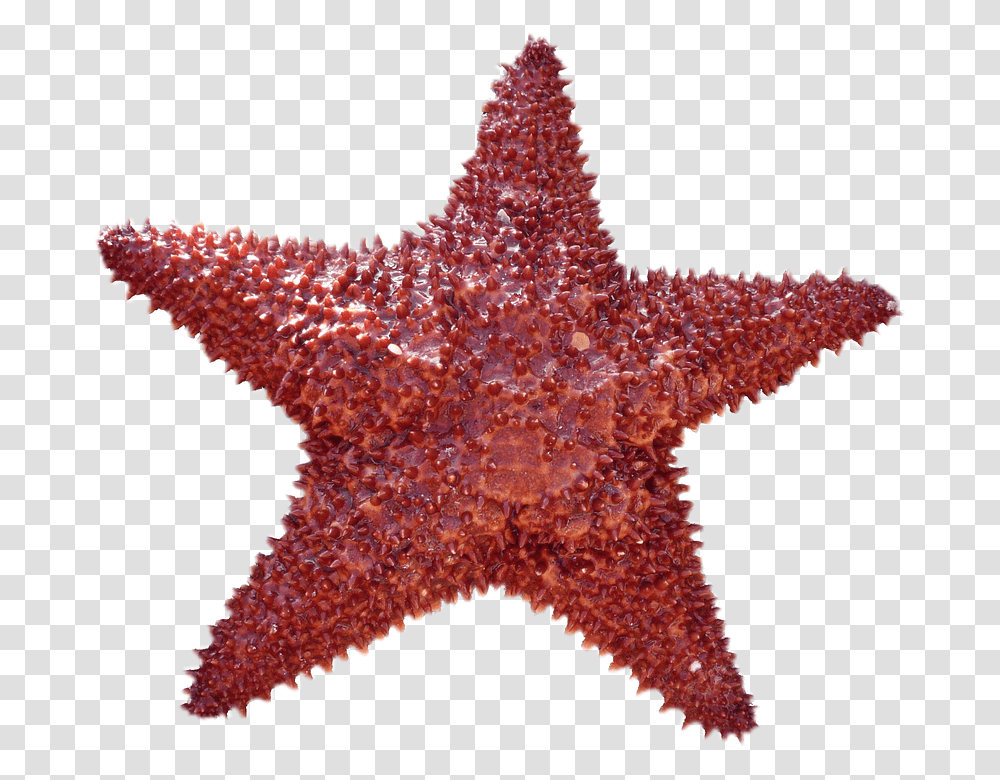 Isolated 960, Nature, Sea Life, Animal, Starfish Transparent Png