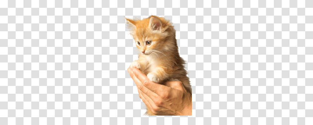 Isolated Animals, Kitten, Cat, Pet Transparent Png