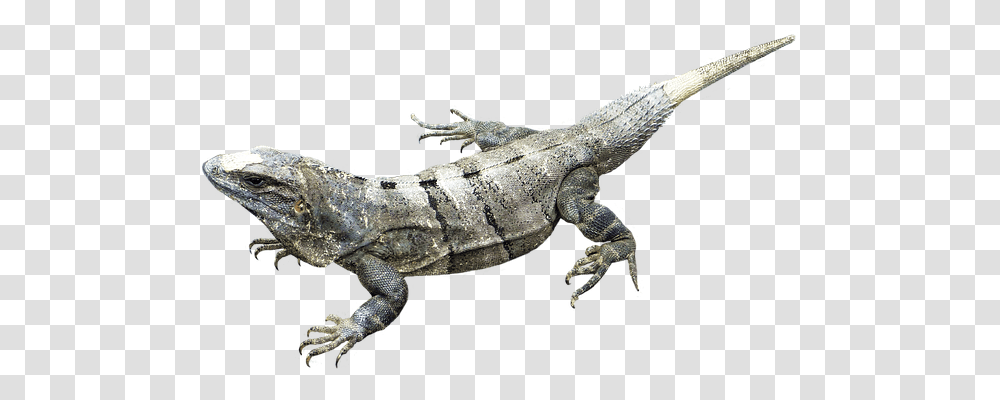 Isolated Nature, Lizard, Reptile, Animal Transparent Png