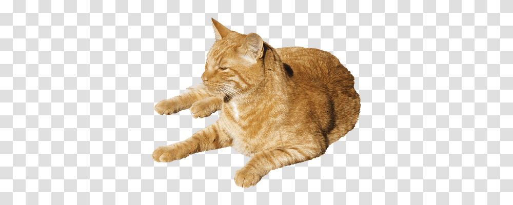 Isolated Animals, Manx, Cat, Pet Transparent Png