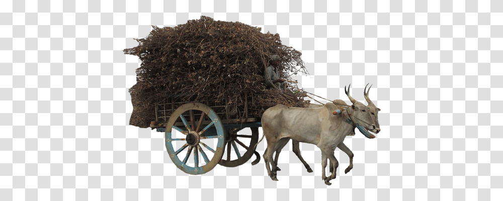 Isolated Transport, Bull, Mammal, Animal Transparent Png