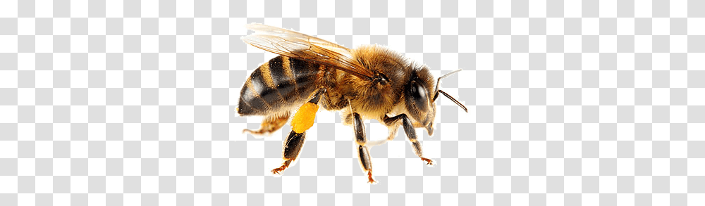 Isolated Bee Honey Bee, Insect, Invertebrate, Animal, Apidae Transparent Png