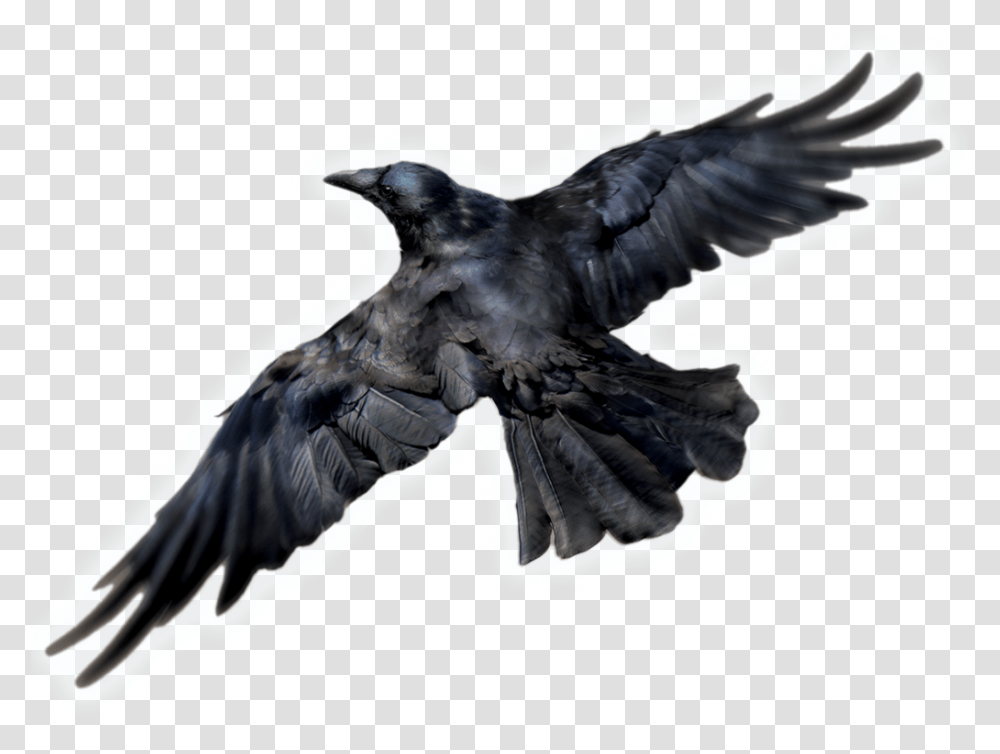 Isolated Birds, Animal, Crow, Blackbird, Agelaius Transparent Png