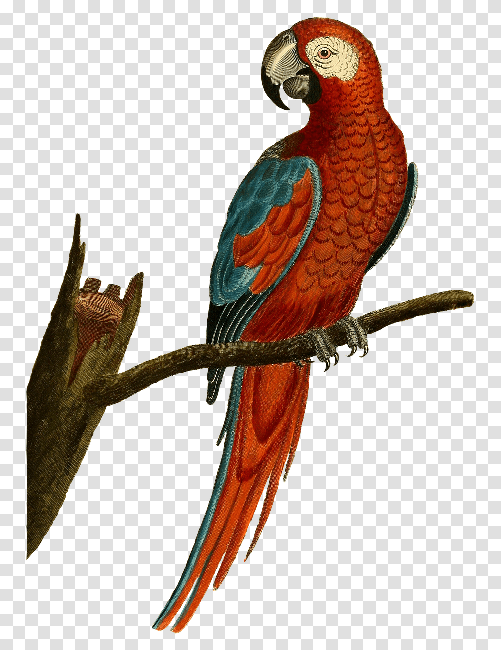 Isolated Birds, Animal, Macaw, Parrot Transparent Png