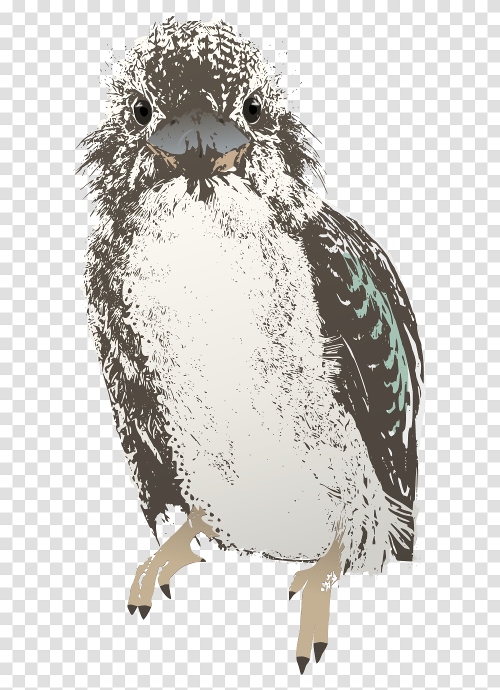 Isolated Birds, Animal, Penguin, Cormorant Transparent Png