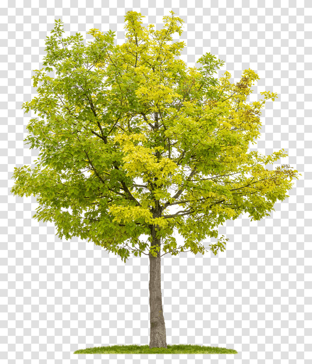 Isolated Birds Oak, Tree, Plant, Maple, Tree Trunk Transparent Png