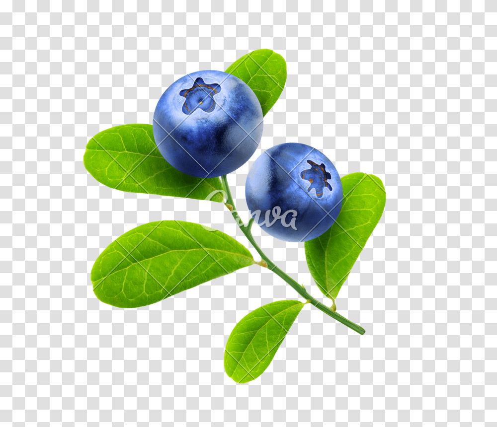 Isolated Blueberries Branch, Blueberry, Fruit, Plant, Food Transparent Png