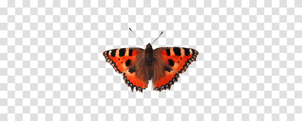 Isolated Butterfly Insect, Invertebrate, Animal, Monarch Transparent Png