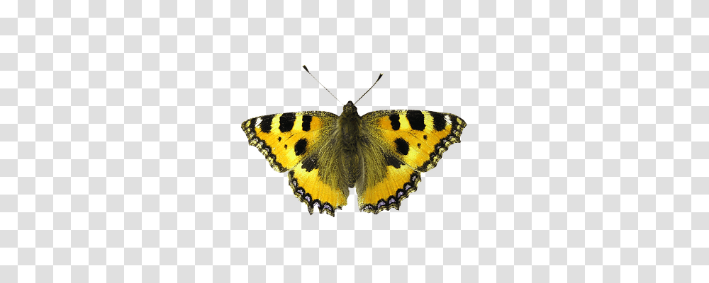 Isolated Butterfly Insect, Invertebrate, Animal, Moth Transparent Png