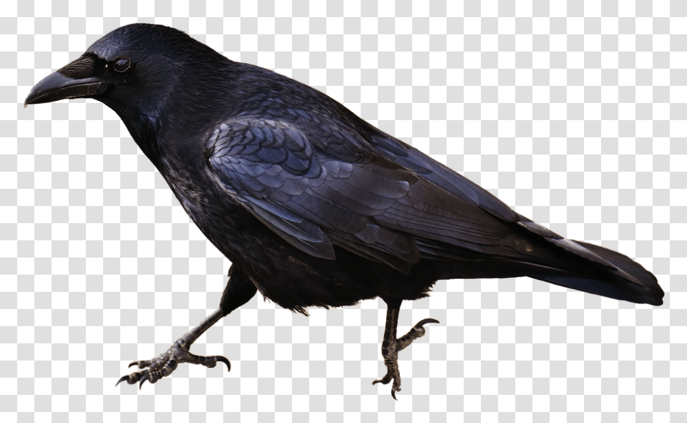 Isolated Crow Bird Carrion Crows Animal, Blackbird, Agelaius, Beak Transparent Png