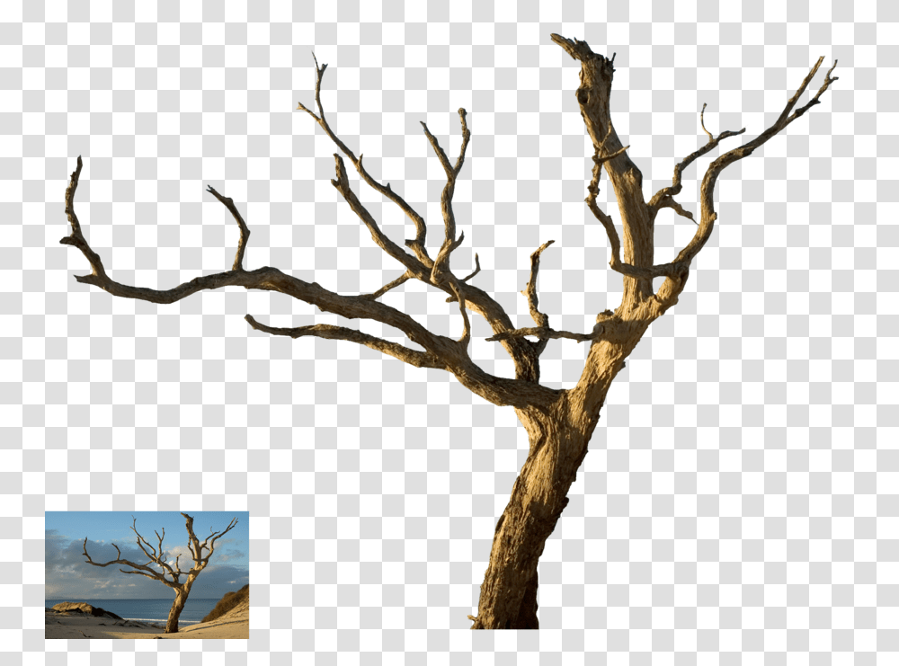 Isolated Dead Tree, Plant, Wood, Tree Trunk, Nature Transparent Png