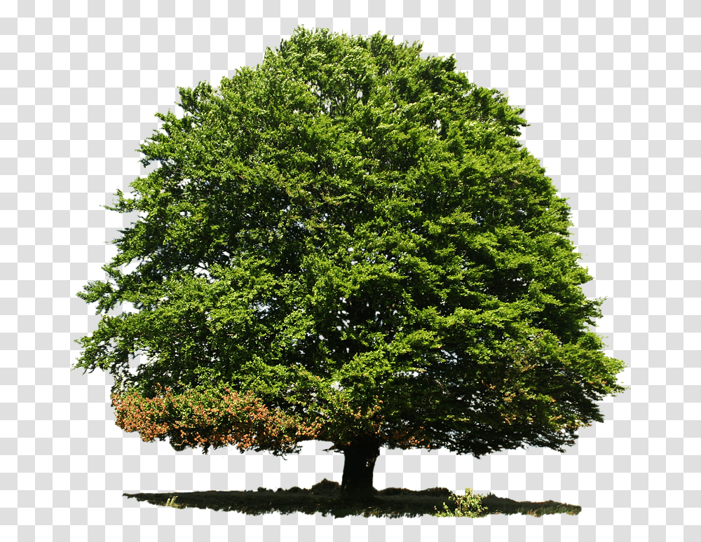Isolated Deciduous Tree Summer Nature Green Anna Cano Salmos, Plant, Potted Plant, Vase, Jar Transparent Png