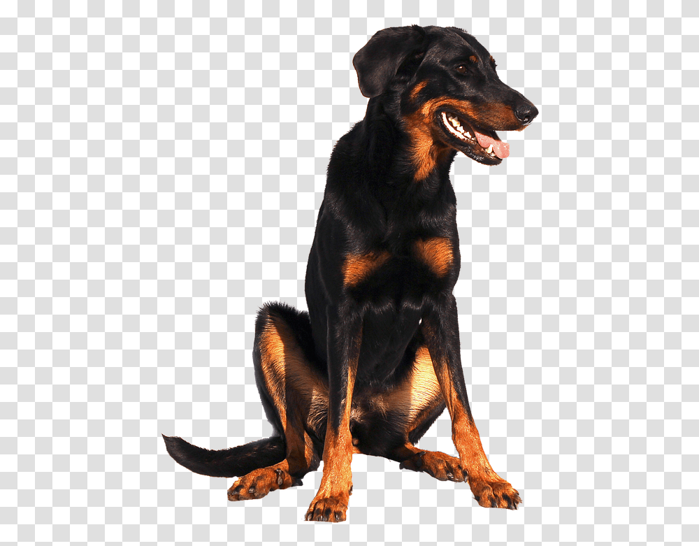 Isolated Doberman Dog Beauceron, Pet, Canine, Animal, Mammal Transparent Png