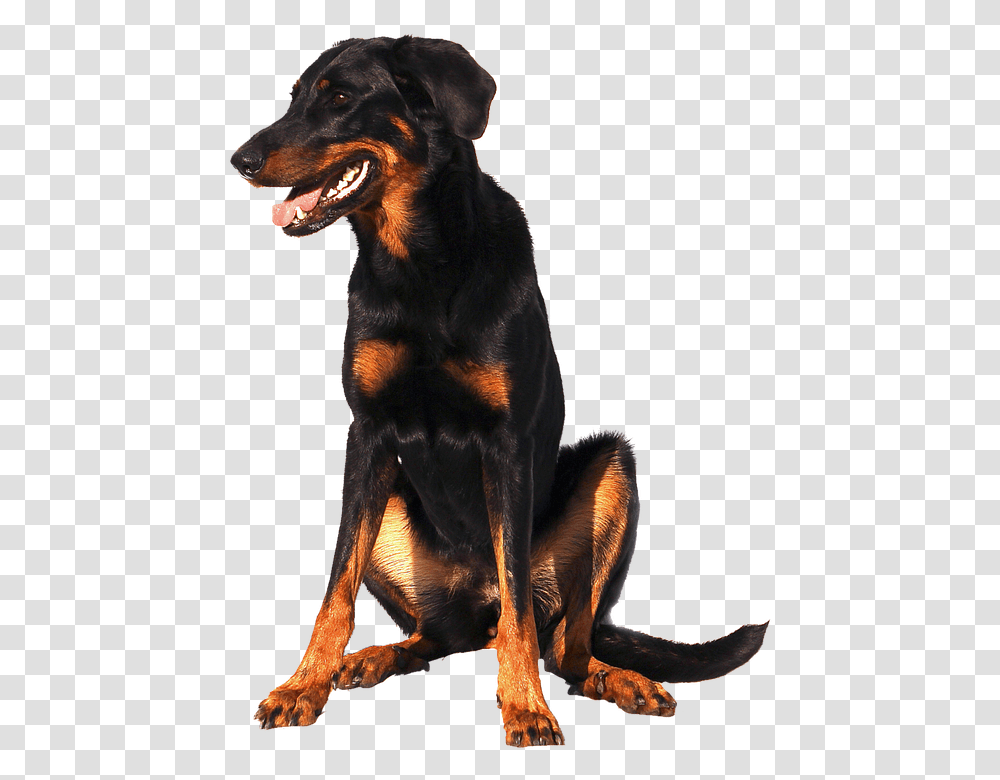 Isolated Doberman Dog Doberman, Pet, Canine, Animal, Mammal Transparent Png