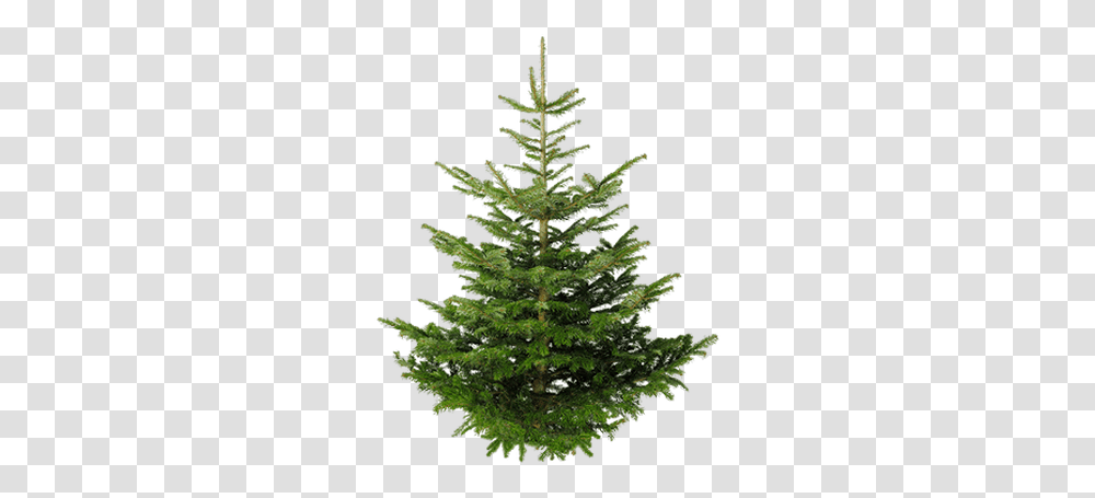 Isolated Fir Tree Stickpng Real Christmas Tree Uk, Plant, Pine, Conifer, Abies Transparent Png