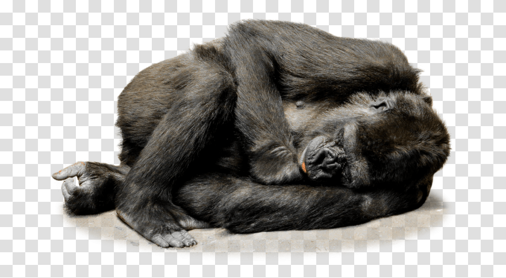 Isolated Gorilla Monkey Face Sleeping Gorilla, Ape, Wildlife, Mammal, Animal Transparent Png