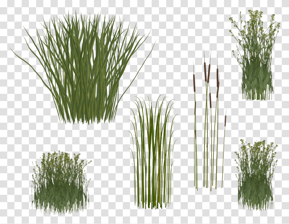 Isolated Grass Reeds Isolated Background Long Grass Transparent Png